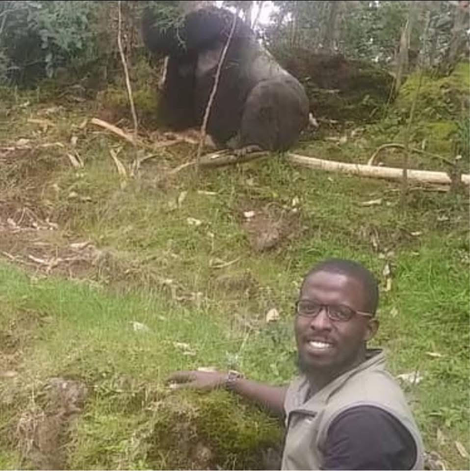 Isaac Semusatsi beside a mountain gorilla in the forest.